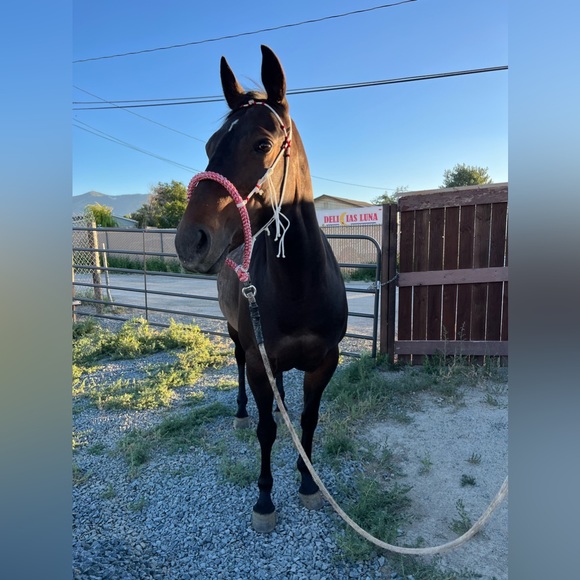 Horse Bosal, Red & White - Picture 2 of 4